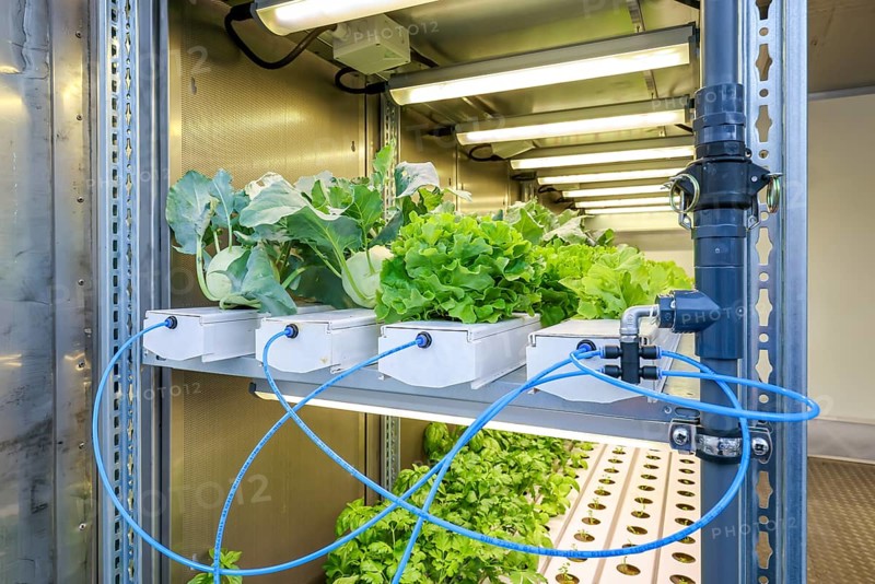 Dinslaken, North Rhine-Westphalia, Germany, Regional vegetable cultivation at the sewage treatment plant. SUSKULT demonstration plant, hydroponic food production system in which the plants grow soilless using mineral nutrient solutions as part of indoor cultivation. SUSKULT obtains the required resources carbon dioxide, phosphorus, potassium and nitrogen as well as heat and water from a sewage treatment plant, in this case the Emschermündung sewage treatment plant. Together with the Fraunhofer Institute UMSICHT, the Emschergenossenschaft is treading a completely new path. In future, wastewater treatment plants will be places of agricultural production, Europe