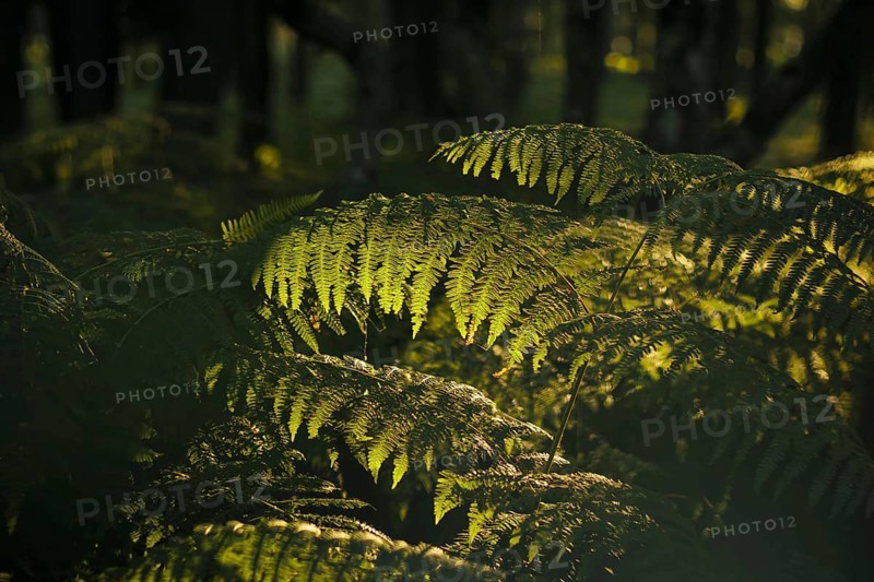 The sun shines on a fern in a forest near Born am Darß shortly after sunrise. Born, 01.08.2024