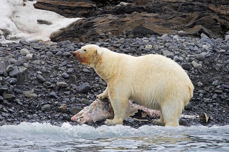 Fat collared polar bear (Ursus maritimus) with radio collar, GPS tracker eating from beached dolphin carcass along the Svalbard coast, Spitsbergen