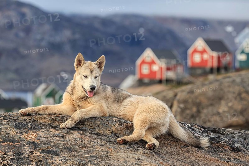 Greenland dog, husky lying peacefully on rocks in front of houses, Tasiilaq, East Greenland, Greenland, North America