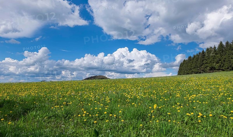 Meadow with dandelions on the Maulkuppe, mountain in the Hessian Rhön nature park Park, Hesse, Germany, Europe