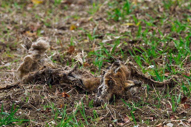 A fox (vulpes vulpes) carcass lying in a field, Thuringia, Germany, Europe