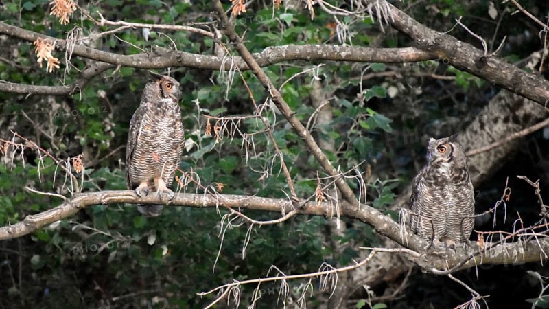 A pair of free-ranging Virginia eagle owls (Bubo virginianus) in the Bosques de Palermo park in the city of Buenos Aires, Argentina, South America