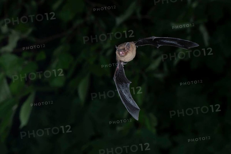 Common pipistrelle (Pipistrellus pipistrellus) hunting insects in front of deciduous forest, Brandenburg, Germany, Europe