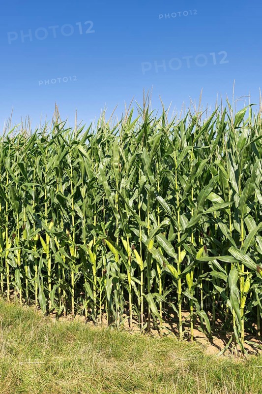 Symbolic image, renewable energies, maize plants, field, biogas plant, feed maize, immature, Baden-Württemberg, Germany, Europe