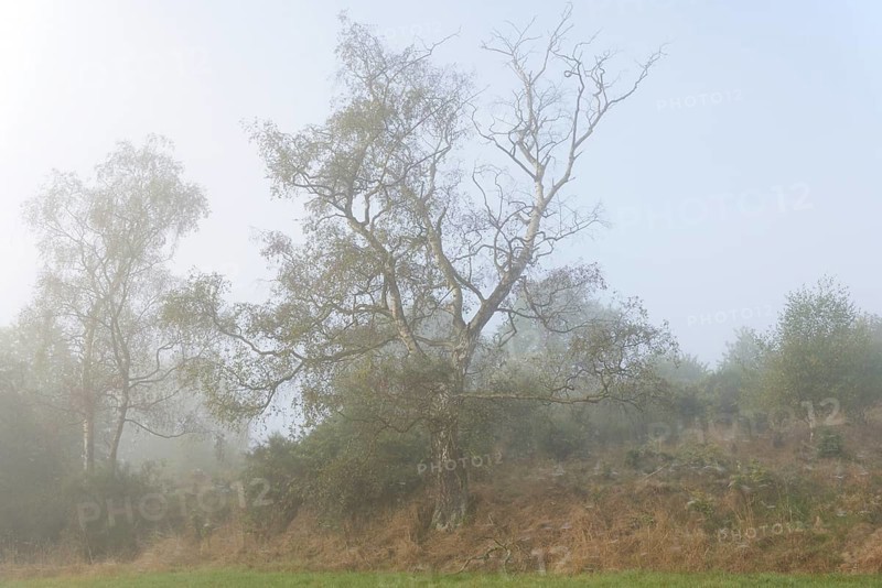 Foggy landscape, birch trees (Betula) and broom (Genista) with spider webs, North Rhine-Westphalia, Germany, Europe