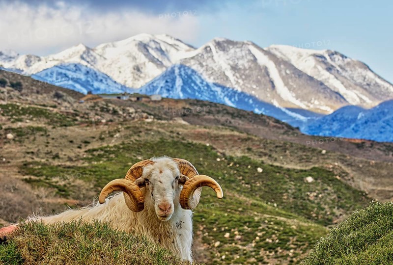 A ram poses in a mountainous, snow-covered landscape, near the Kallikratis Gorge, Lefka Ori, White Mountains, mountain massif, west, Crete, Greece, Europe