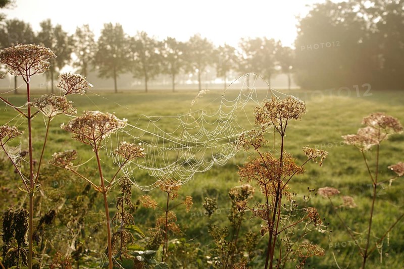 Landscape, meadow, morning, sunlight, spider web, Germany, The great construction of the spider web is placed between two plants on the meadow, Europe