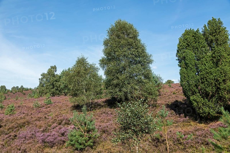 Heather blossom, juniper (Juniperus communis), near Wilsede, Bispingen, Lüneburg Heath, Lower Saxony, Germany, Europe