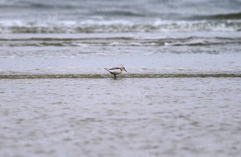 Sanderling Limikole, Usedom, September, Mecklenburg-Western Pomerania, Germany, Europe