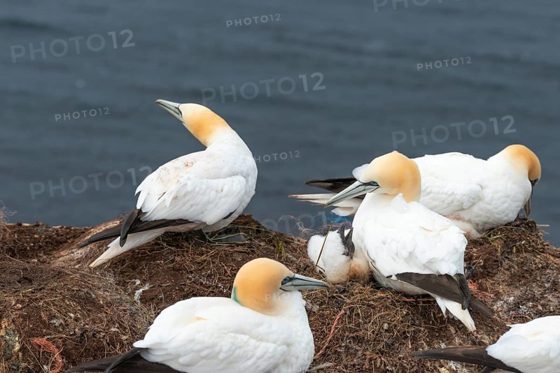 Breeding gannets (Morus bassanus) colony on the red sandstone cliffs of the offshore island of Heligoland, feeding a young bird, plumage, beak, cliff edge, nest, seabirds, North Sea, Pinneberg district, Heligoland, Schleswig-Holstein, Germany, Europe