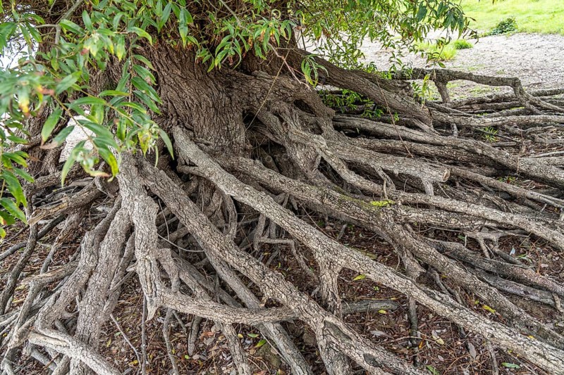 Rhine bank near Duisburg-Baerl, old silver willow, exposed roots, North Rhine-Westphalia, Germany, Europe