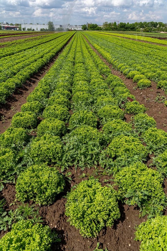 Agriculture, lettuce growing in a field, Lollo Bionda, in long rows of plants, North Rhine-Westphalia, Germany, Europe