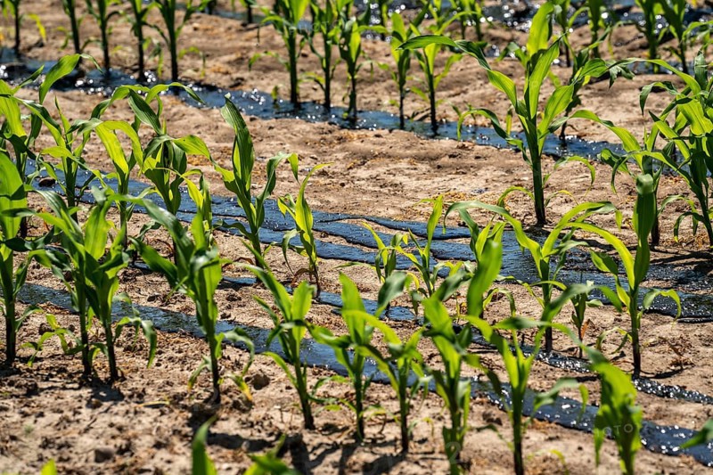 A maize field, with young plants, is fertilised with liquid manure, near Geldern, North Rhine-Westphalia, Germany, Europe