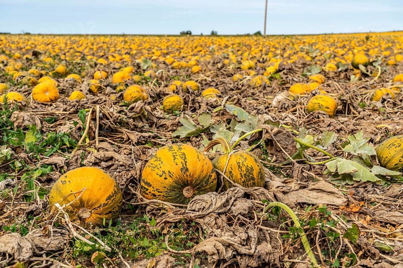Field with Styrian oil pumpkins, partly dried up due to the drought in summer 2020, on the Lower Rhine near Uedem, North Rhine-Westphalia, Germany, Europe