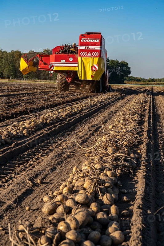 Potato harvesting, so-called split harvesting method, first the tubers are taken out of the ground with a row planter, then, after a short drying phase, collected with a bunker harvester and loaded, North Rhine-Westphalia, Germany, Europe