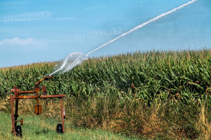 A field is artificially irrigated, water is sprayed onto the field via a sprinkler system, maize field, North Rhine-Westphalia, Germany, Europe