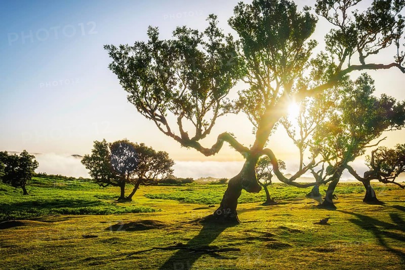 Centuries-old til trees in fantastic magical idyllic Fanal Laurisilva forest on sunset. Madeira island, Portugal, Europe