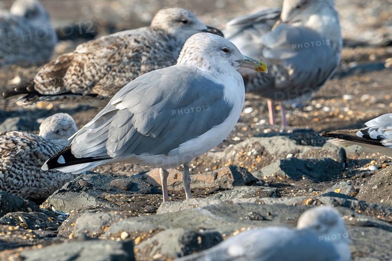 Caspian gull (Larus cachinnans) resting in seagull colony along the North Sea coast in late summer, autumn