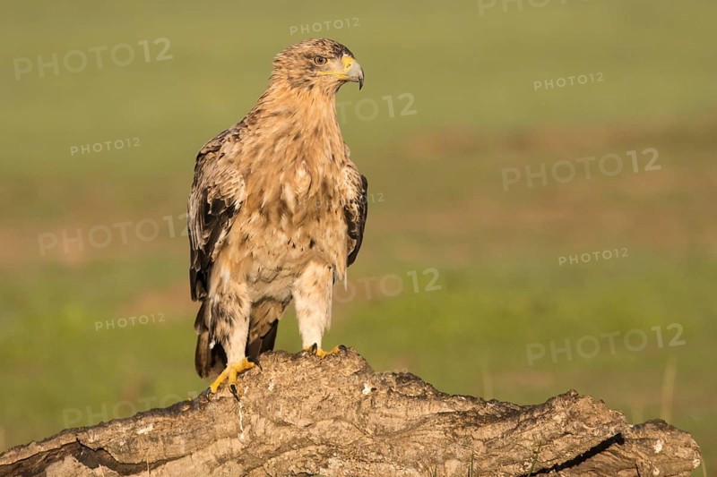 Juvenile Iberian Eagle on take-off, Spanish Imperial Eagle (Aquila adalberti), Extremadura, Castilla La Mancha, Spain, Europe