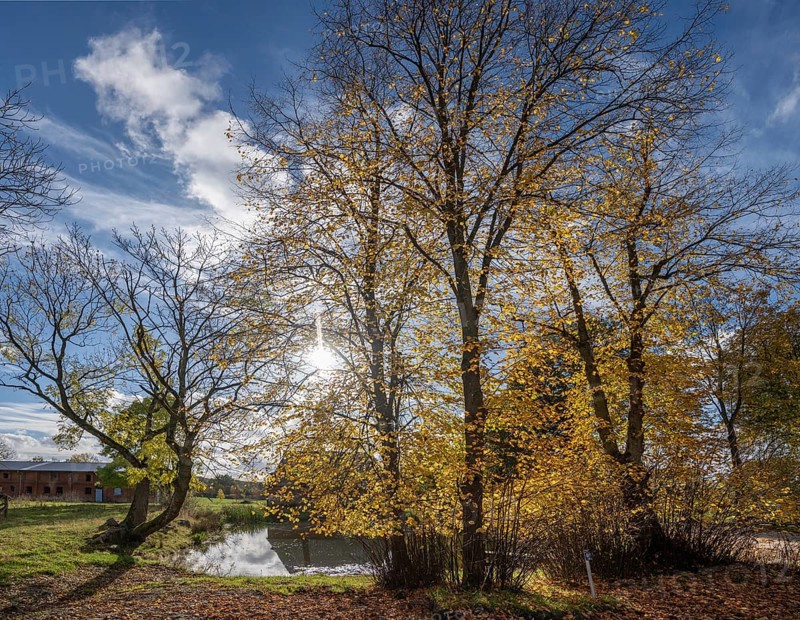 Autumnal lime trees (Tilia platyphyllos) at a village pond on an estate, Othenstorf, Mecklenburg-Vorpommern, Germany, Europe