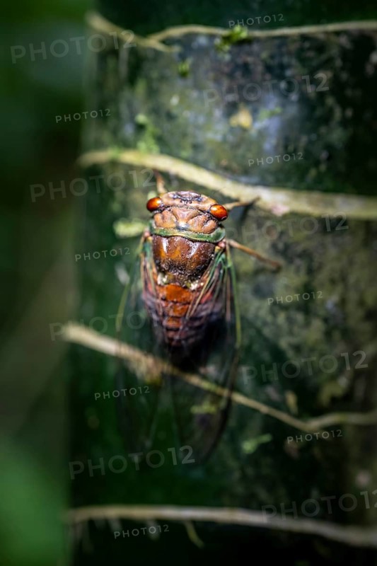 Cicada sitting on a trunk, Corcovado National Park, Osa, Puntarena Province, Costa Rica, Central America