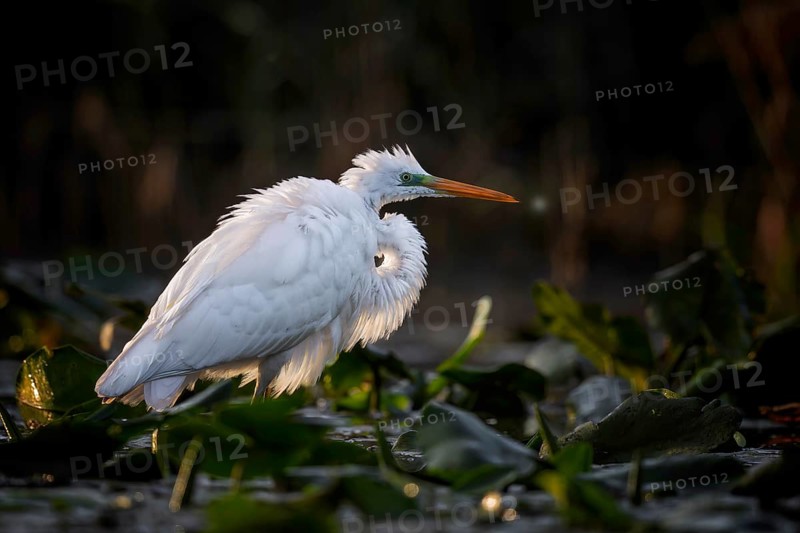 Great White Egret (Ardea alba) Winter visitor, migratory bird, resting bird, foraging, plumage care, resting, lake landscape, Middle Elbe Biosphere Reserve, Saxony-Anhalt, Germany, Europe