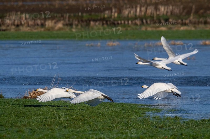 Whooper swans (Cygnus cygnus) and Bewick's swans (Cygnus bewickii), Emsland, Lower Saxony, Germany, Europe