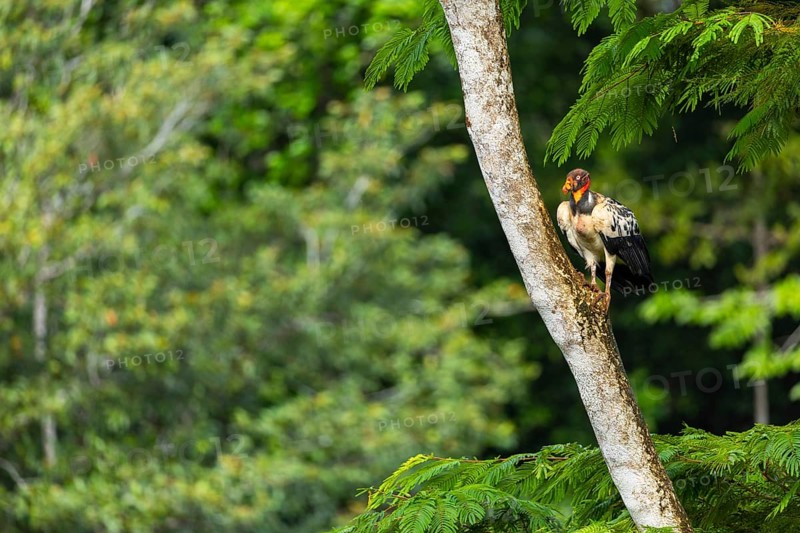 King vulture (Sarcoramphus papa), cock, vulture birds (Aegypiinae), Laguna del Lagarto Lodge, Alajuela, Costa Rica, Central America