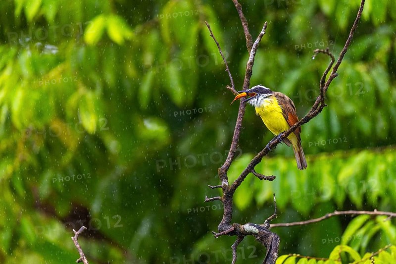 Sugarbird (Coereba flaveola), tanager (Thraupidae), Sierpe, Puentarenas, Costa Rica, Central America