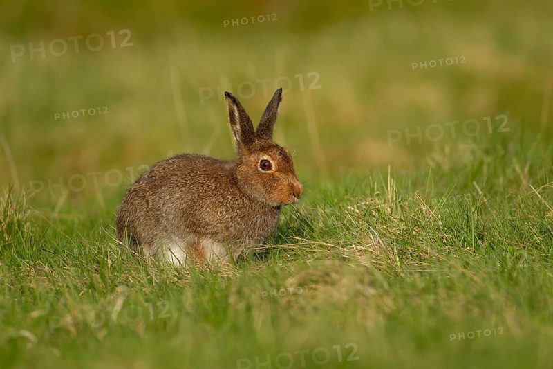 Mountain hare (Lepus timidus) adult animal in its summer coat on a hillside meadow, Cairngorm mountains, Scotland, United Kingdom, Europe