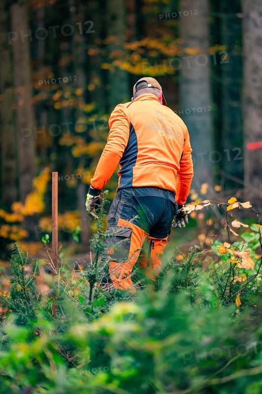 Forestry worker in orange clothing plants trees in autumn forest, tree planting campaign, Waldbike Calw, district of Calw, Black Forest, Germany, Europe