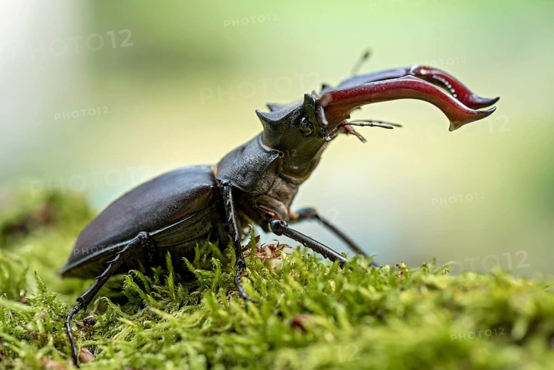 Stag beetle (Lucanus cervus), horned beetle, fire beetle, male with large mandibles, upper jaw, antlers, in the forest on moss on a tree stump, endangered species, species protection, nature conservation, rare, Raumertswald, Vogelsberg Volcanic Region nature park Park, Nidda, Wetterau, Hesse, Germany, Europe