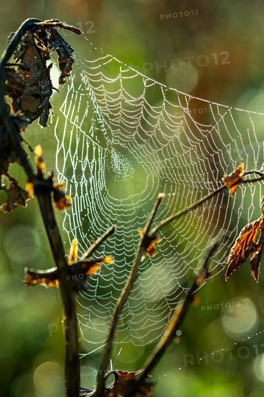 Spider's web with dewdrops, Indian summer, Sachsenkam, Tölzer Land, Alpine foothills, Upper Bavaria, Bavaria, Germany, Europe