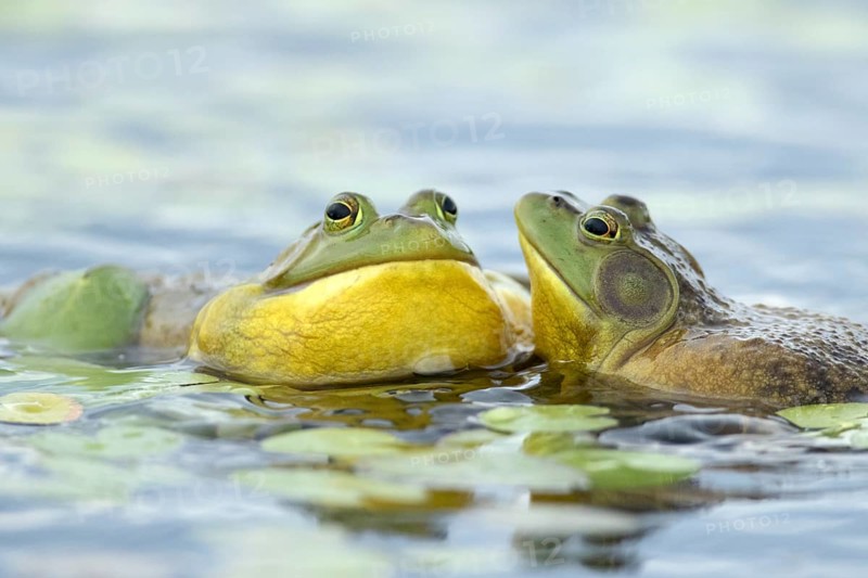 Bull frogs Lithobates catesbeianus. Male bull frogs fighting during the breeding season. La Mauricie national park. Province of Quebec. Canada