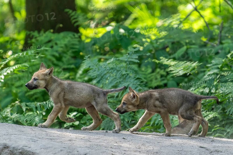 Two pups running through the forest and exploring their surroundings, European gray wolf (Canis lupus), Germany, Europe