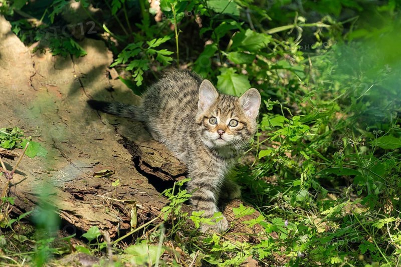 A young kitten in the forest looks curiously into the camera, wildcat (Felis silvestris), kittens, Germany, Europe