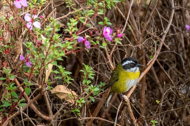 White-browed Bushtangar (Chlorospingus pileatus), Los Quetzales National Park, Costa Rica, Central America