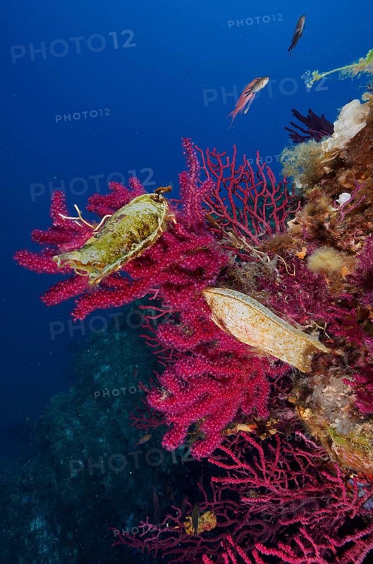 Egg capsule of large spotted catshark (Scyliorhinus stellaris) attached to Violescent sea-whip (Paramuricea clavata) with open polyps in the Mediterranean Sea near Hyères. Dive site Giens Peninsula, Provence Alpes Côte d'Azur, France, Europe