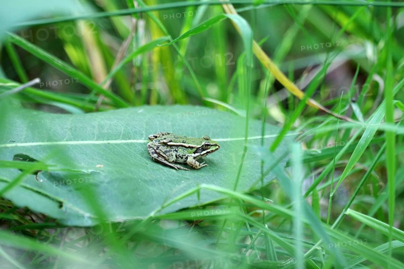 Green frog (Pelophylax esculentus), leaf, green, summer, The pond frog sits on a green leaf between tall grass