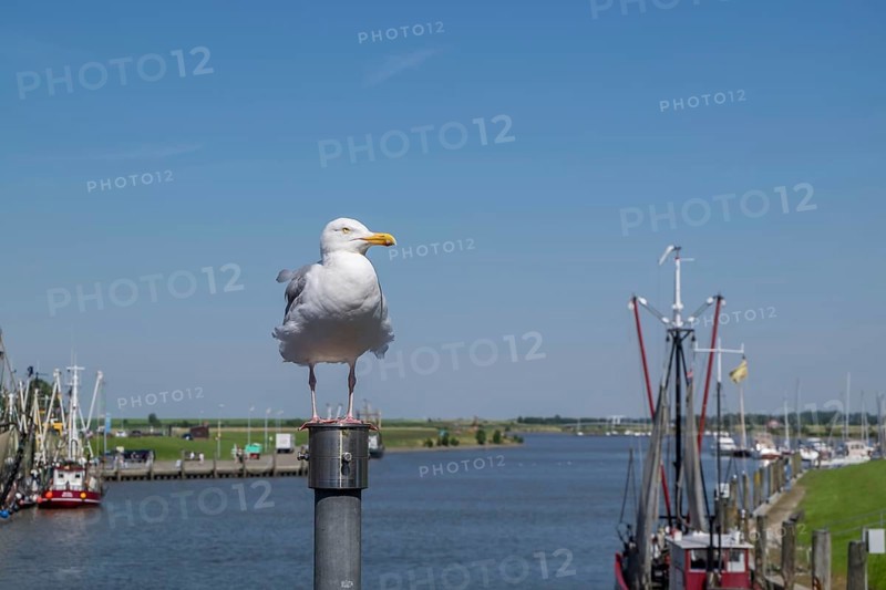 Herring Gull (Larus argentatus) at the harbour of Greetsiel, Krummhörn, East Frisia, Lower Saxony, Germany, Europe