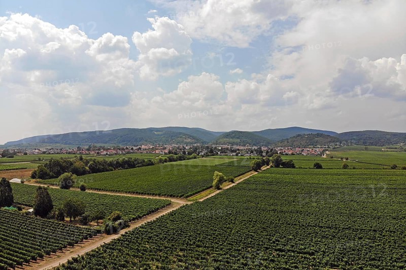 Flight over the vineyards on the Wine Route in the Palatinate wine-growing region, with the Palatinate Forest in the background