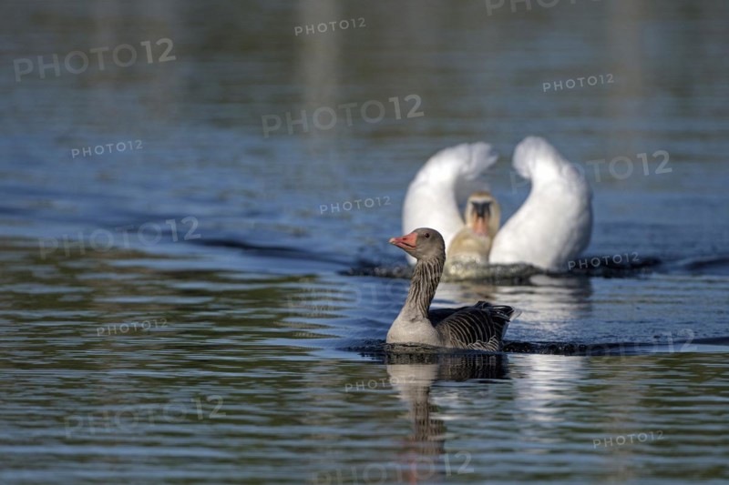 Greylag goose (Anser anser) and mute swan (Cygnus olor), greylag goose being chased by a threatening mute swan, subsidence area, Bottrop, Ruhr area, North Rhine-Westphalia, Germany, Europe