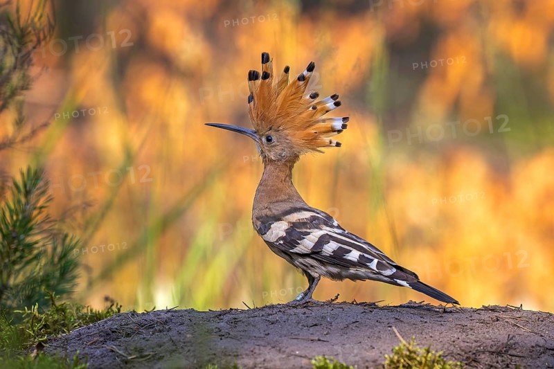 Hoopoe (Upupa epops) Bird of the Year 2022, raised bonnet, feeding the young bird, golden hour, sunlight, backlight, wings spreading, sand bath, sunset, Middle Elbe Biosphere Reserve, Saxony-Anhalt, Germany, Europe
