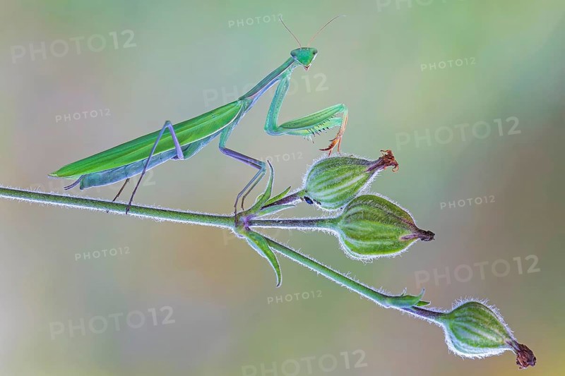European mantis (Mantis religiosa) mantis, Insect of the Year 2017, green variant, male, flowering meadow, sunset, Middle Elbe Biosphere Reserve, Saxony-Anhalt, Germany, Europe