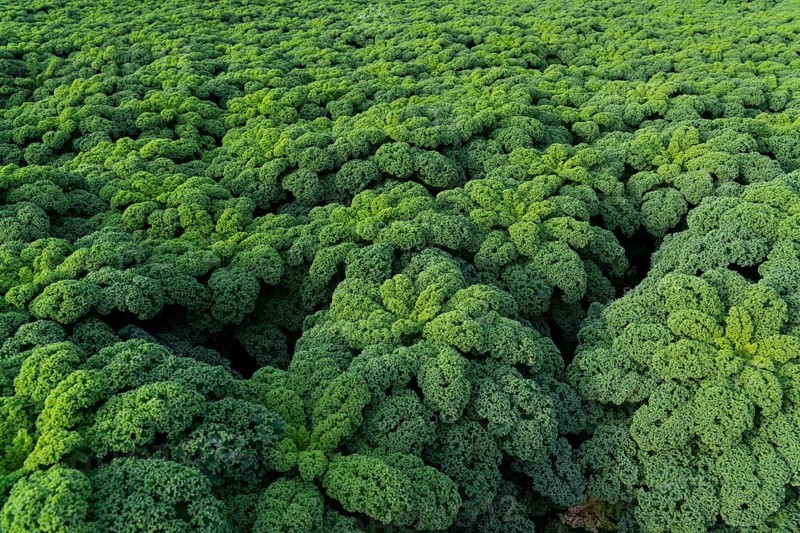 Kale field, growing area in the south of Düsseldorf, Volmerswerth district, on the Rhine, North Rhine-Westphalia, Germany, Europe