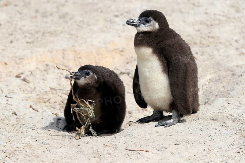 African penguin (Spheniscus demersus), two juveniles, Boulders Beach, Simonstown, Western Cape, South Africa, Africa