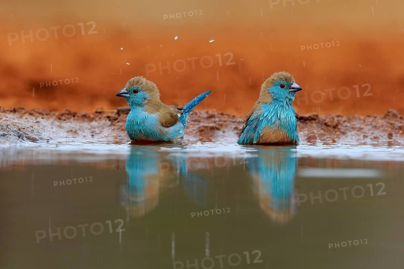Angolan butterfly finch (Uraeginthus angolensis), blue-eared butterfly finch, adult, two birds, at the water, bathing, Kruger National Park, Kruger National Park, Krugerpark, South Africa, Africa
