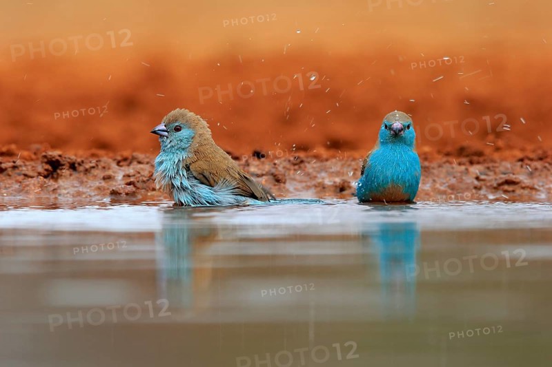 Angolan butterfly finch (Uraeginthus angolensis), blue-eared butterfly finch, adult, two birds, at the water, bathing, Kruger National Park, Kruger National Park, Krugerpark, South Africa, Africa