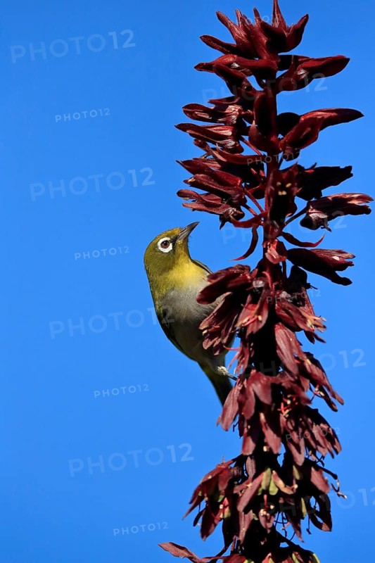 Cape White-eye (Zosterops virens), Oranje White-eye, adult, foraging, on giant honey flower (Melianthus major), Kirstenbosch Botanical Gardens, Cape Town, South Africa, Africa